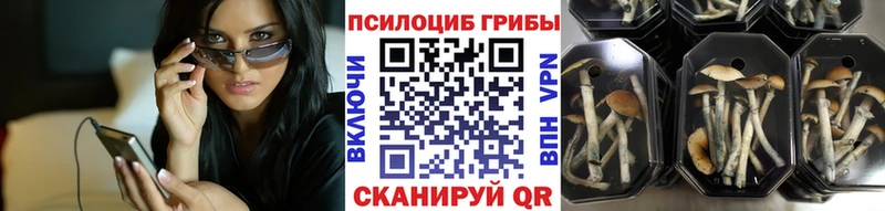 Псилоцибиновые грибы Cubensis  Оленегорск 